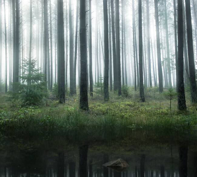 Lake in forest Christian Lindsten