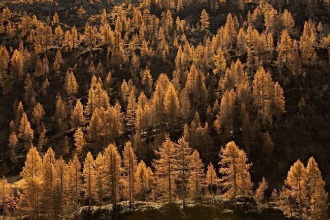 Larches in autumn Michel Manzoni