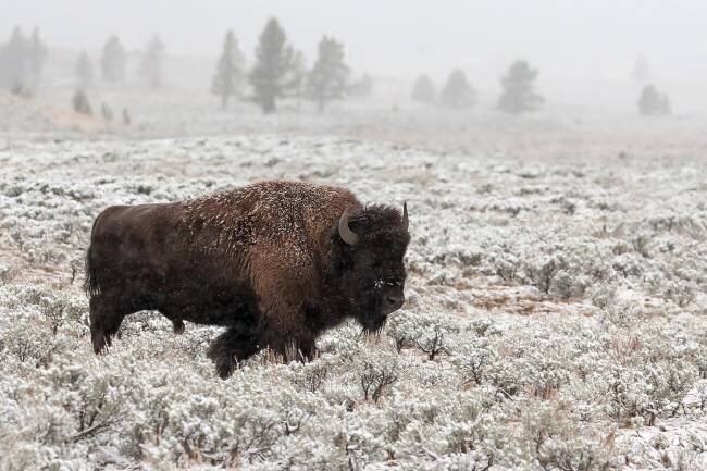 Late Fall Yellowstone Alfred Forns