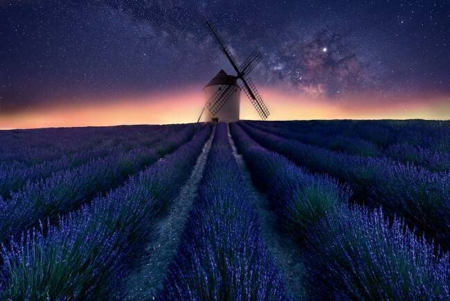 Lavender night Jose Antonio Trivino