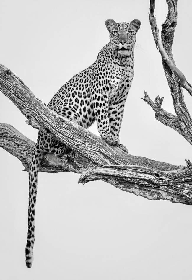 Leopard Portrait - Mono Var Rob Darby