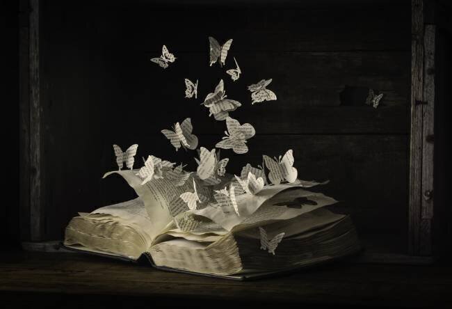 Lepidopterology Heather Bonadio