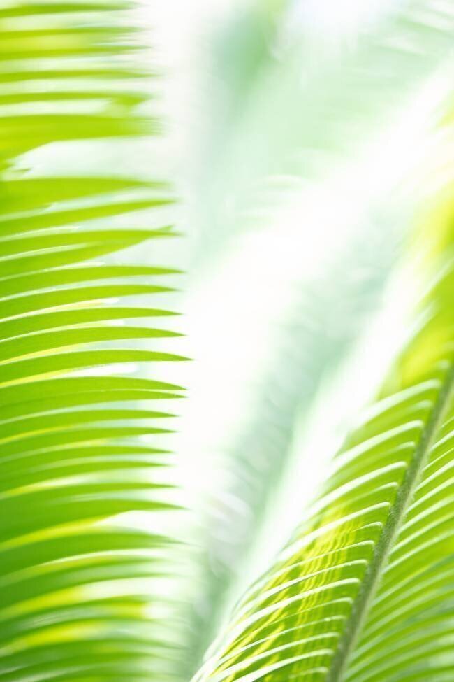 Light Palm tree leaves 1 1x Studio III