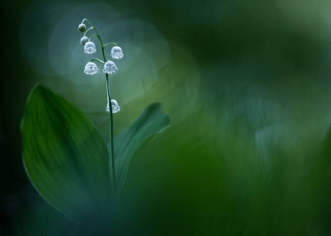 Lilly of the Valley Petra Dvorak