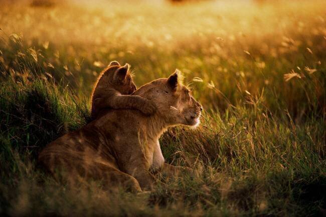 Lion ; African Lion (Panthera leo) mother with cub at dawn, Serengeti National Park, Tanzania Mitsuaki Iwago