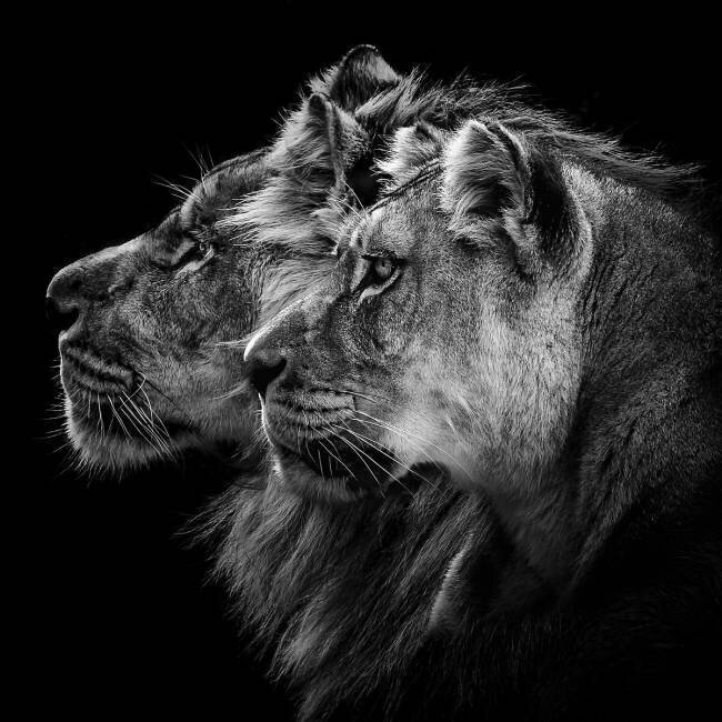 Lion and lioness portrait Laurent Lothare Dambreville