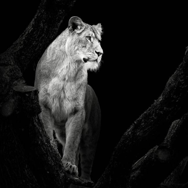 Lioness Christian Meermann