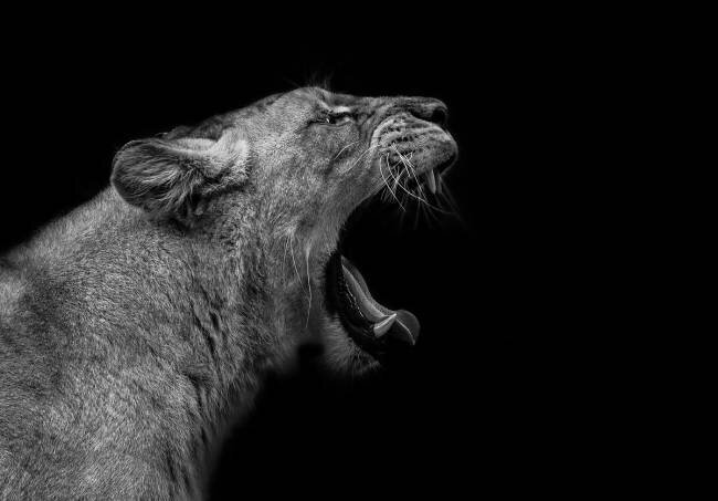 Lioness in low key Nauzet Baez