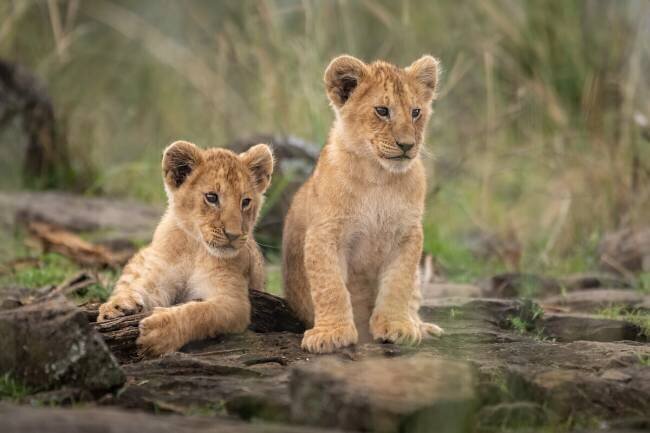 Little lion cubs Daniel Katz