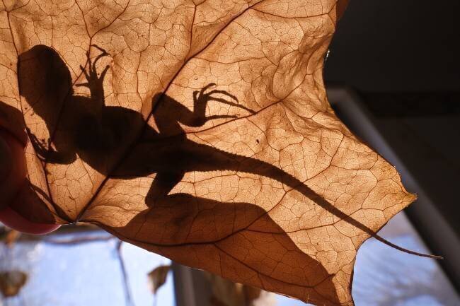 Lizard in Abandoned House Sydney Harter