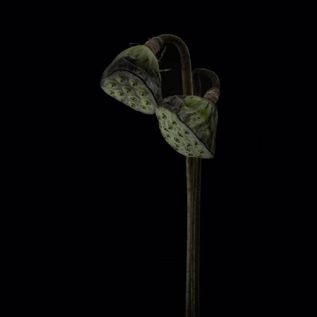 Lotus heads Lotte Gronkjar