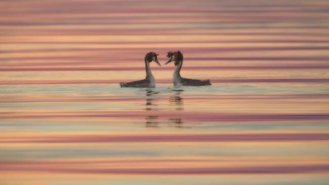 Lovers Roberto Marchegiani