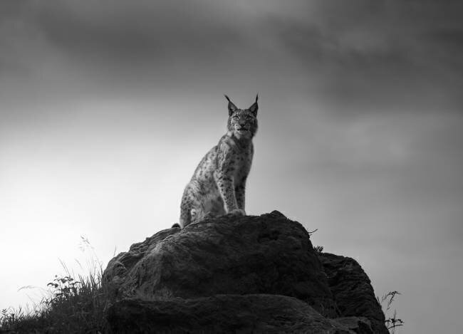 Lynx drama Sergio Saavedra Ruiz