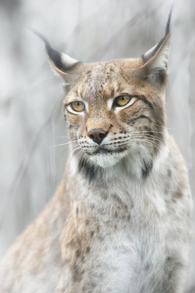Lynx portrait in the fog Santiago Pascual Buye
