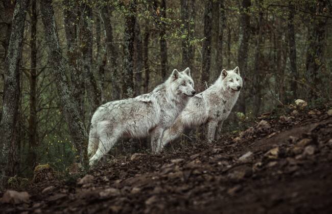 Meeting with white Wolves Ronan Siri