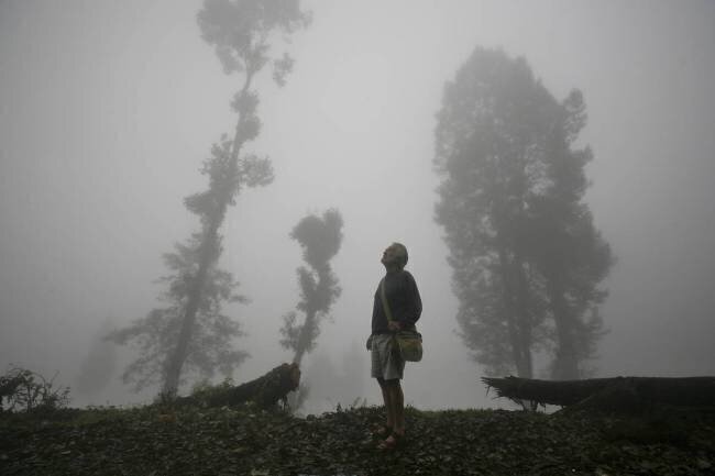Mist and trees, Darjeeling, West Bengal, India Timothy Allen