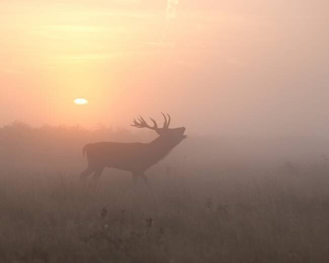 Misty Morning Stag Greg Morgan