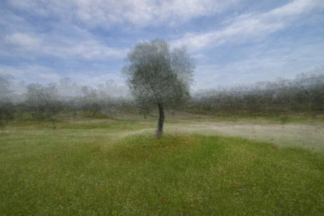 Mixed with fantasy M.enver Karanfil