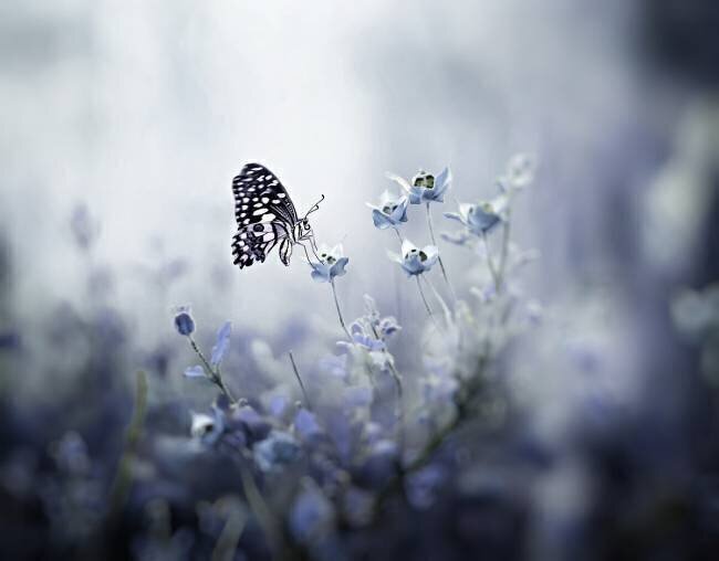 Monarch Anton Wahyudi
