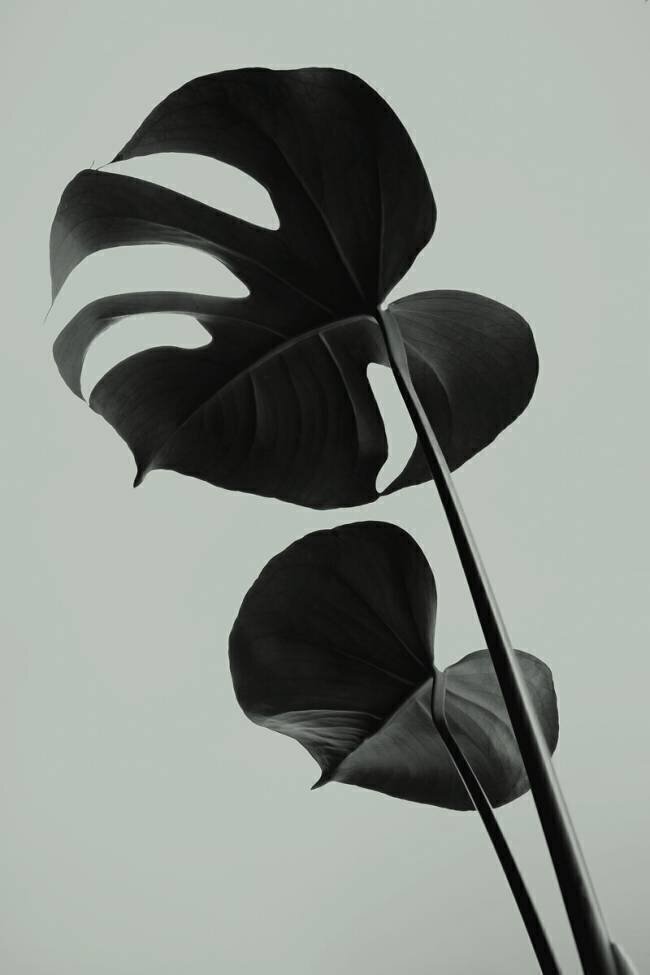 Monstera Teal 01 1x Studio III