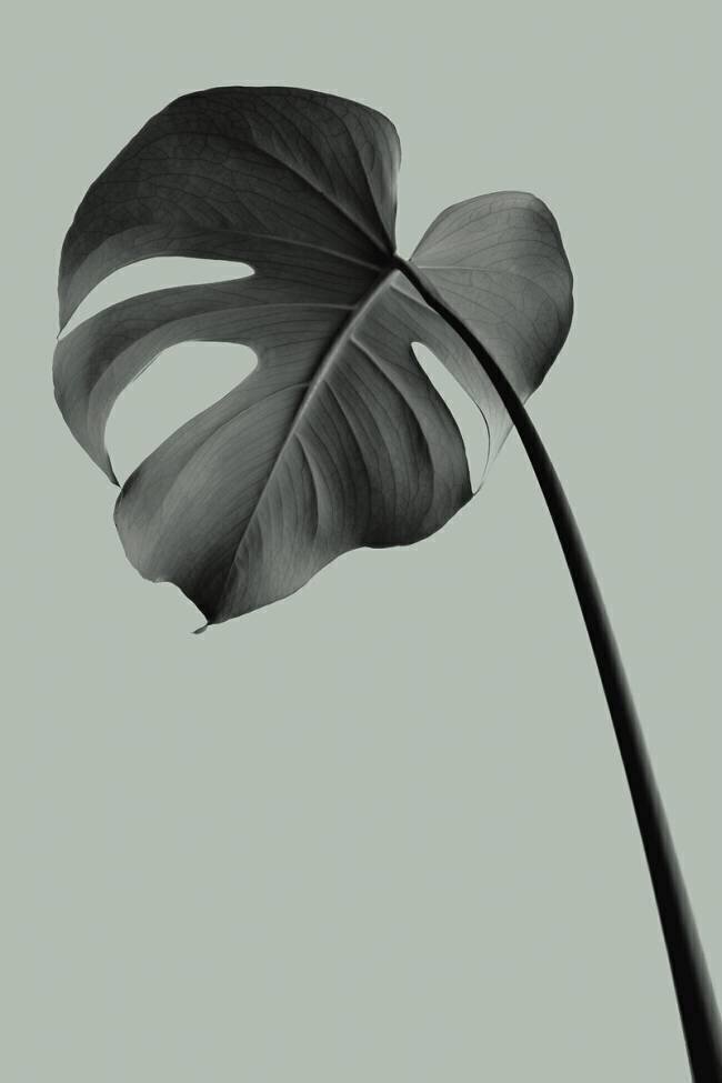 Monstera Teal 02 1x Studio III