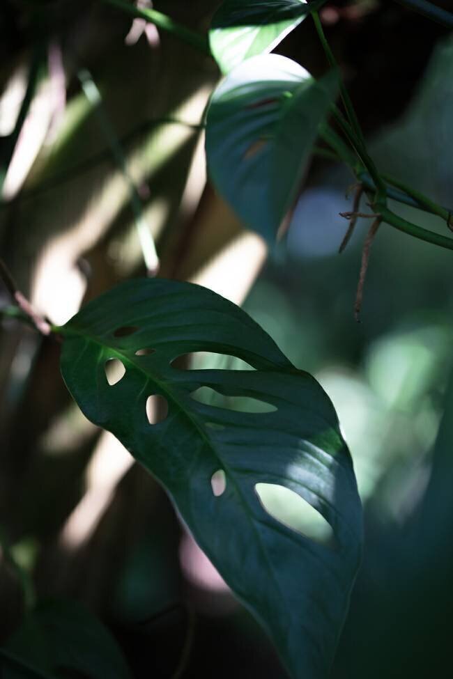 Monstrea Leaves Nature 2 1x Studio III