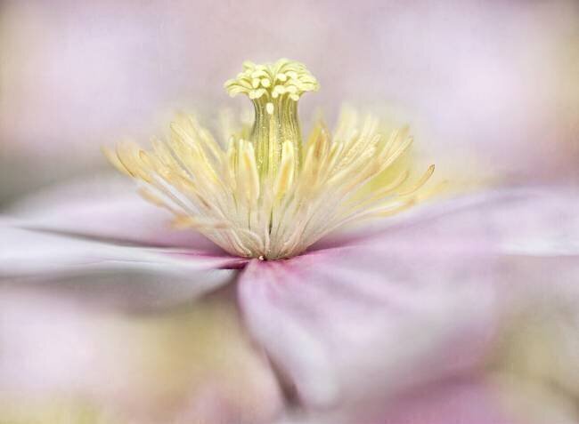 Montana Mandy Disher