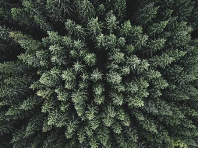 Moody forest from above Christian Lindsten