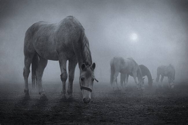 Moonlit Samuel Malach