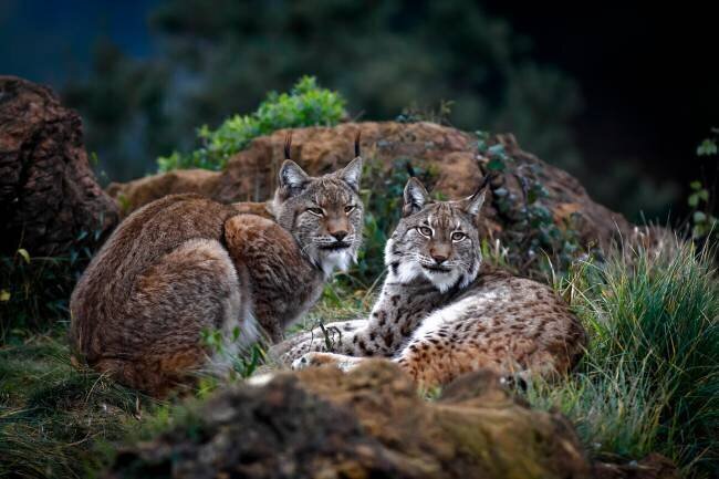 Moonschein Lovers Gianfranco Barbieri 