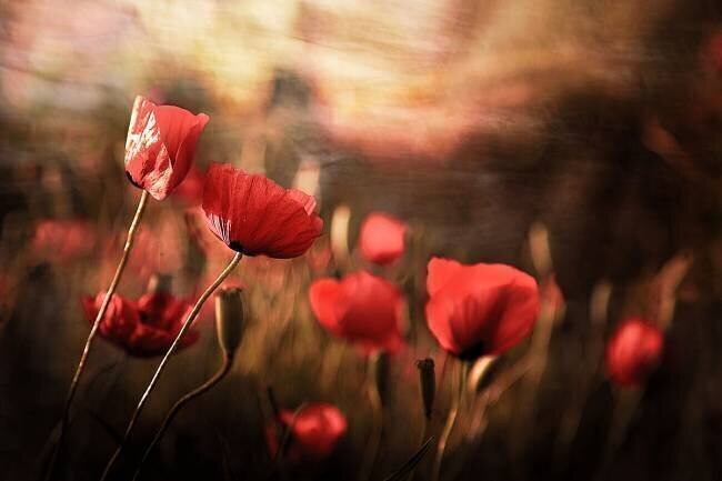 Morning air Sahar Karami