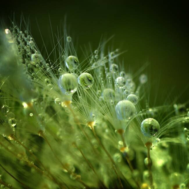 Morning Perls Norbert Maier