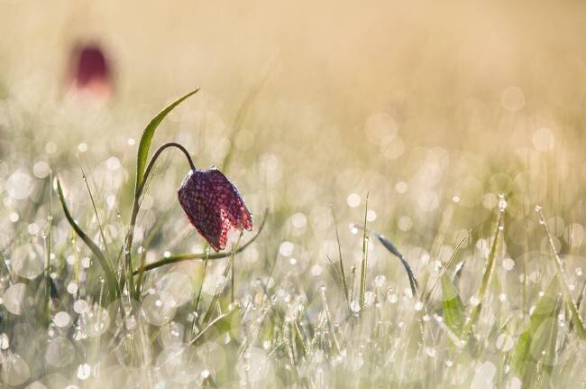 Morningdew Anton van Dongen