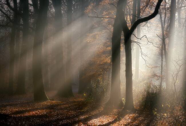 Morning-walk Liliane Lathouwers