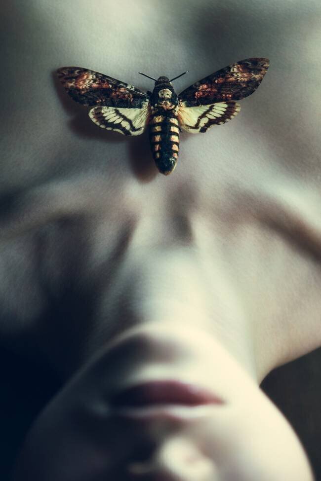 Moth Magdalena Russocka