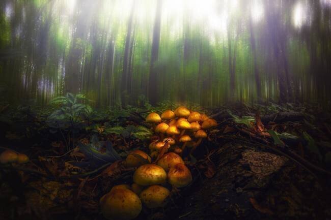 Mushrooms in the Autumn Forest Michael