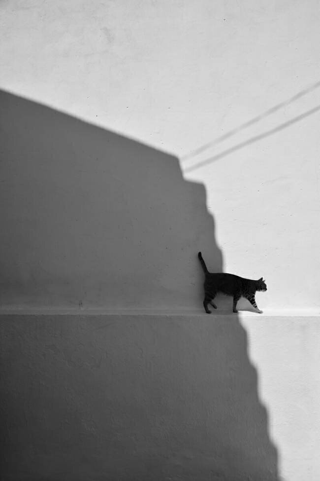 My cat Florentinus Joseph