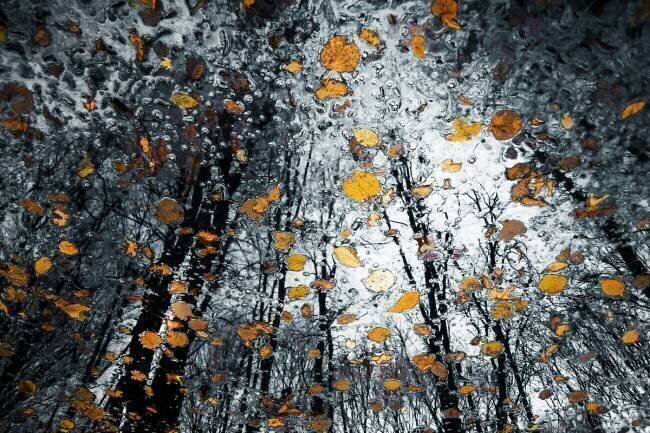 Mysterious death of nature Florentin Vinogradof