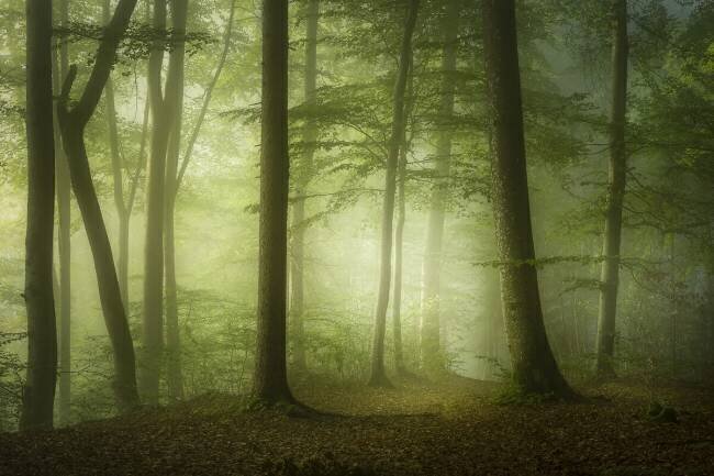 Mysterious Spring Morning Norbert Maier