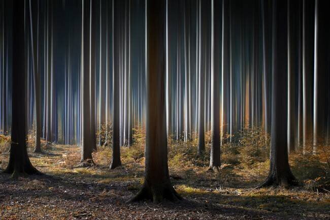 Mystic Wood Carsten Meyerdierks