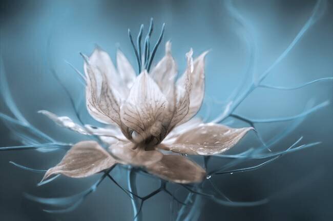 Nigella Mandy Disher