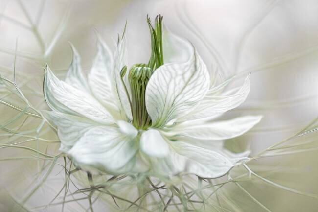 Nigella Mandy Disher