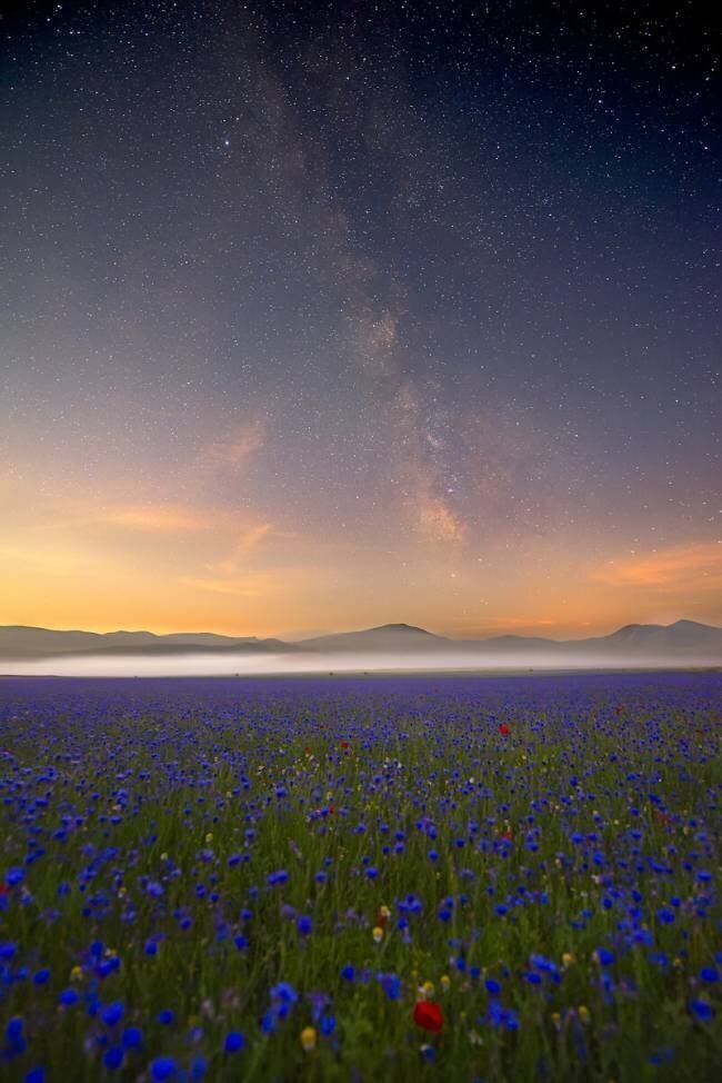 Night flowers Roberto Marchegiani