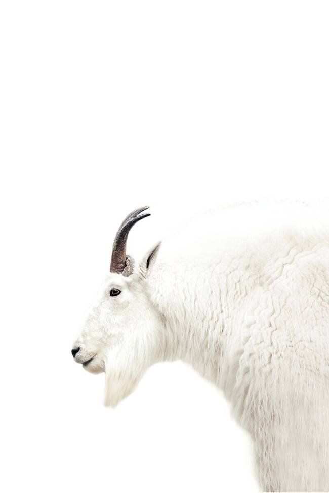 Nordic Mountain Goat Monika Strigel