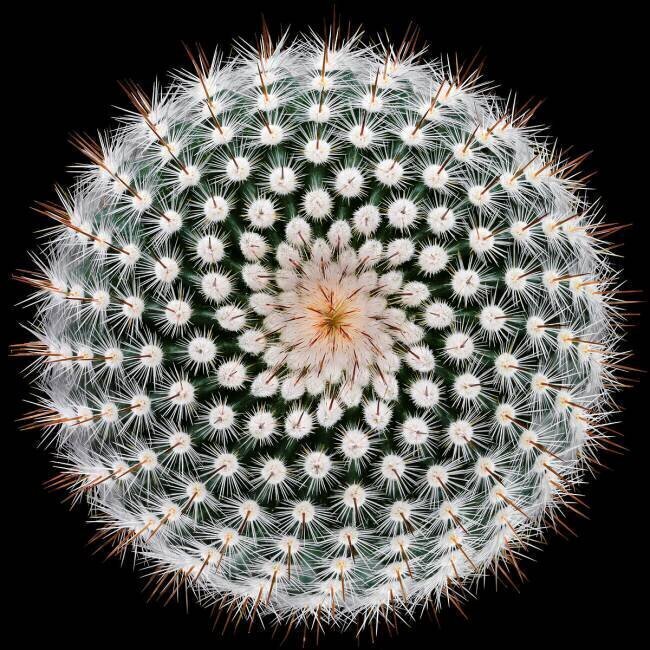 Notocactus scopa Victor Mozqueda