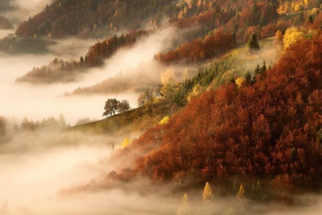 November's fog Bor