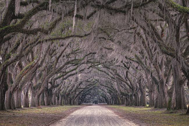 Oaks avenue Marco Tagliarino