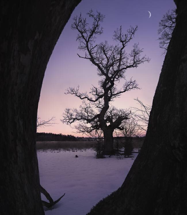 Oaktree during blue hour Christian Lindsten
