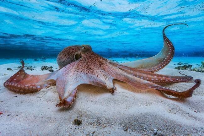 Octopus Gabriel Barathieu