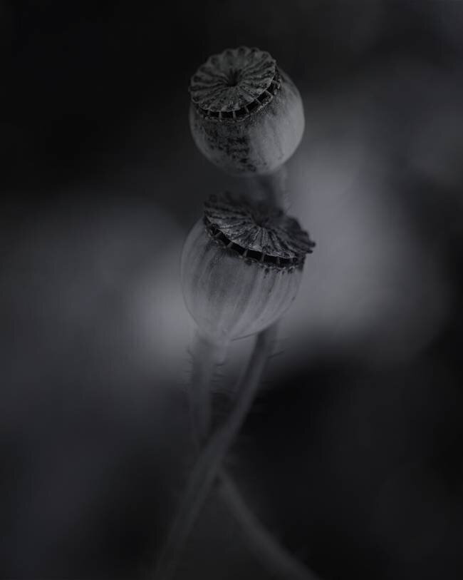 Old poppies Lotte Gronkjar